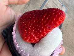 -浅草莓座(あさくさいちござ)