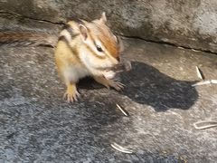 -五营国家森林公园