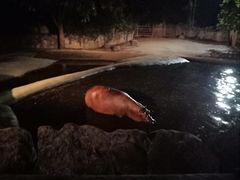 -清迈夜间动物园