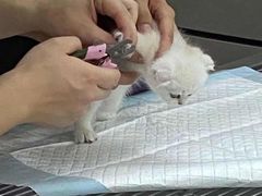 -可蒙动物医院·猫科·骨科中心(首义路店)