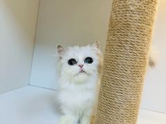 -十月米努特矮脚猫舍