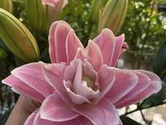 -狮拾久·现代新加坡料理(壹方城店)