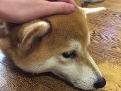 -柴务处·柴犬主题狗咖