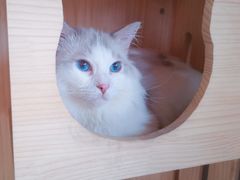 -Bastet sally猫舍购宠(静安店)