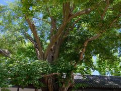 -苏州文庙(姑苏区)