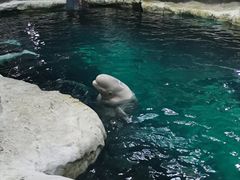 -杭州长乔极地海洋公园