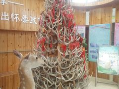 -北京鹿世界主题园