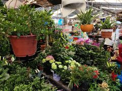-曲阳花鸟市场(曲阳路店)