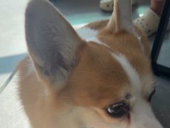 -心仪动物医院·牙专科·肿瘤·心脏科(西客站院)