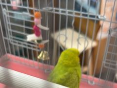 -爱侣宠医·鹦鹉专科·小型哺乳类·异宠专科(灵石路店)