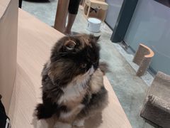 -瞄一喵猫咖(格力海岸店)