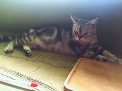 -猫猫幼稚园·撸猫·桌游·电玩