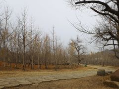 -千年银杏谷文化旅游区