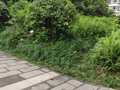 -成都市活水公园