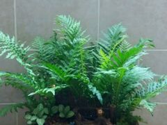 紫萁-花到家(富贵鸟花艺行)