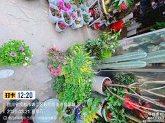 -青石桥花鸟鱼虫市场(叠翠城店)