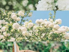 -上海滨江森林公园