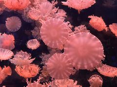 -多彩贵州城极地海洋世界