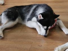 -Husky Go! 哈士奇体验馆·宠物咖啡厅狗咖