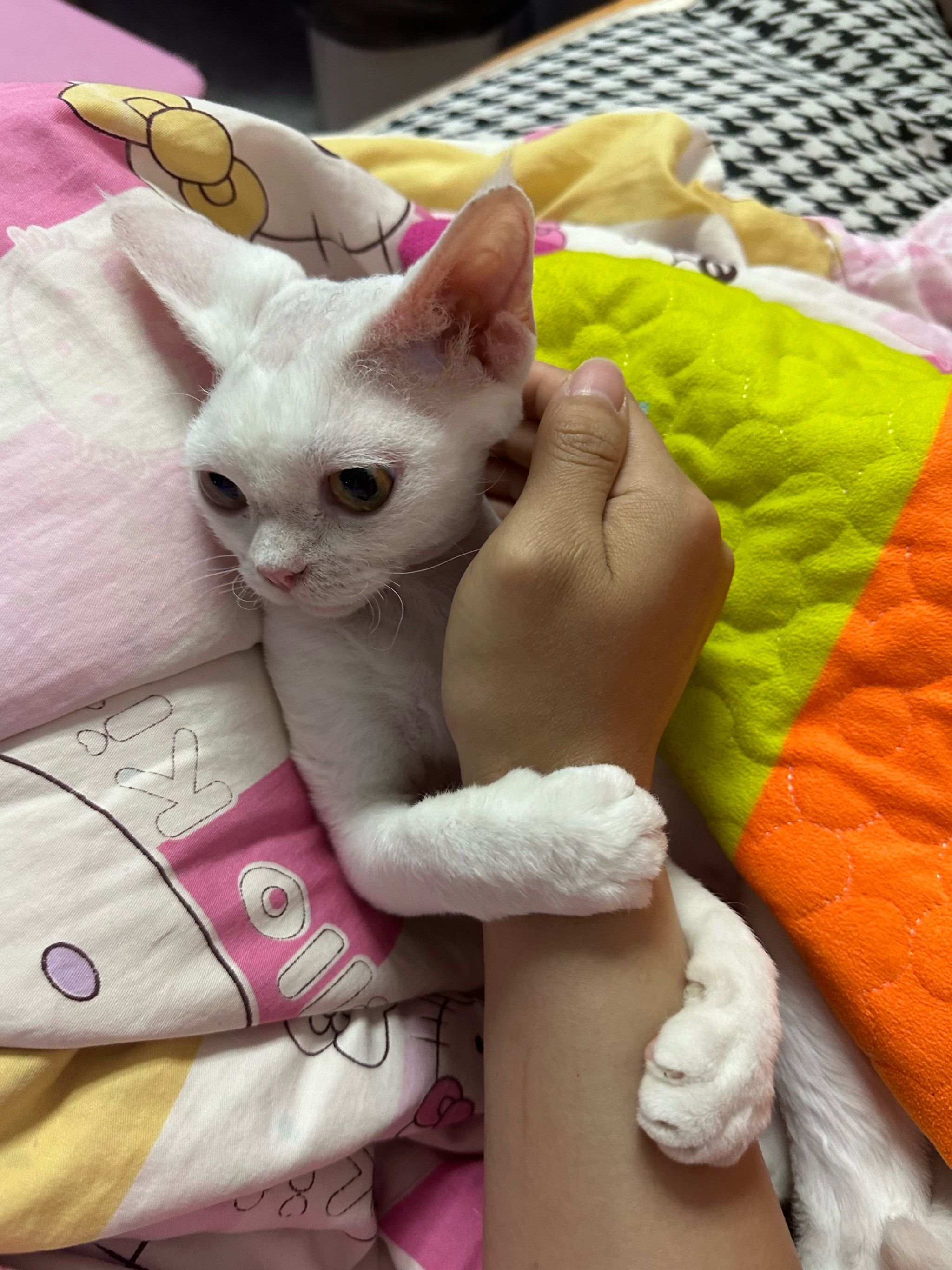 德文卷毛猫
天天我一回家就抱着我胳膊
睡觉也要抱着
轻轻松松