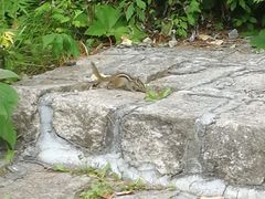 -五营红松林海景区