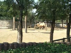 -石家庄市动物园