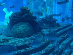 -亚特兰蒂斯•OSSIANO奥西亚诺海底餐厅
