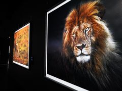 -罗红摄影艺术馆