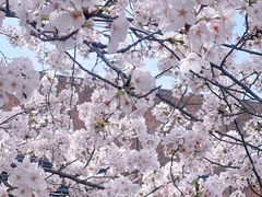 -高东镇樱花园