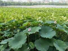 -莲花池公园
