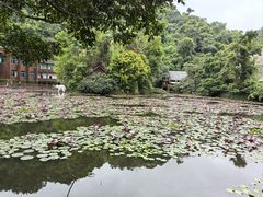 -野象谷景区