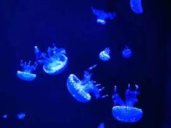 -成都浩海立方海洋公园