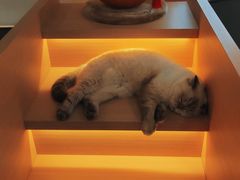 -喵园·猫主题咖啡厅·撸猫·猫咖(国贸店)