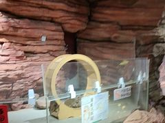 -正佳雨林生态植物园