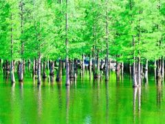 -白鹭湾湿地公园