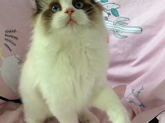 -Bastet sally猫舍购宠(静安店)