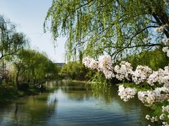 -顾村公园