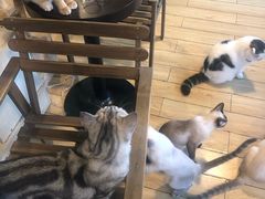 -Cappucimeow猫咪咖啡馆(韦伯时代店)