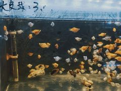 -溪岸路花鸟市场