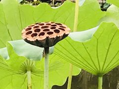 -陈家山荷花公园