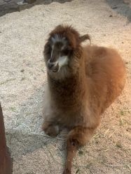 -Zoolung Zoolung动物主题公园(海信广场店)