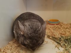 -龙猫仔乐园(惠福东路店)