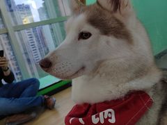 -Husky Go! 哈士奇体验馆·宠物咖啡厅狗咖