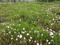 -白鹭湾湿地公园