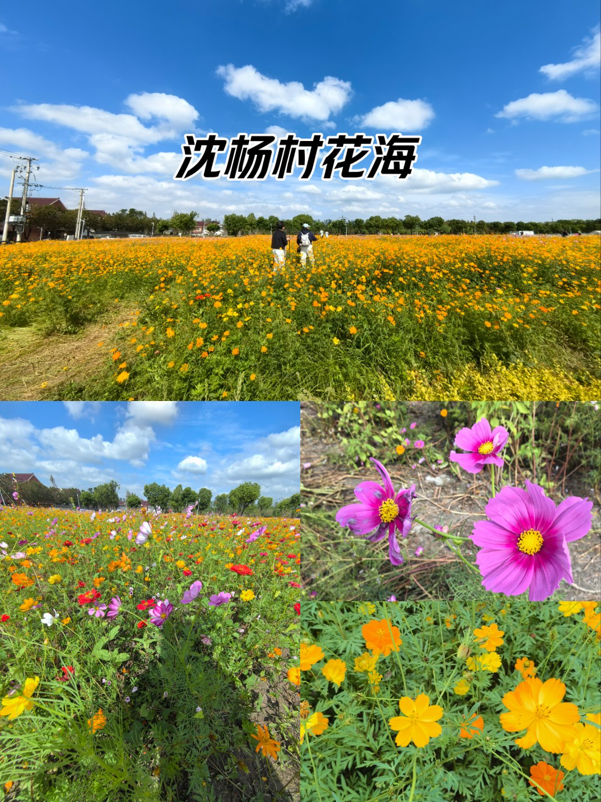 沈阳村花海 秋日的缤纷盛宴10 25