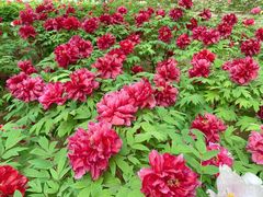 -石家庄市植物园