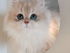 -东方名猫馆·英短金渐层布偶猫舍(环线广场1号楼店)