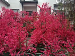 -岳阳楼景区