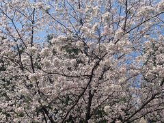 -武汉大学-樱园