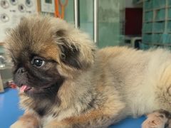 -瑞派申生动物医院·24H夜诊·国际动物医疗中心·骨外科(吴中路店)